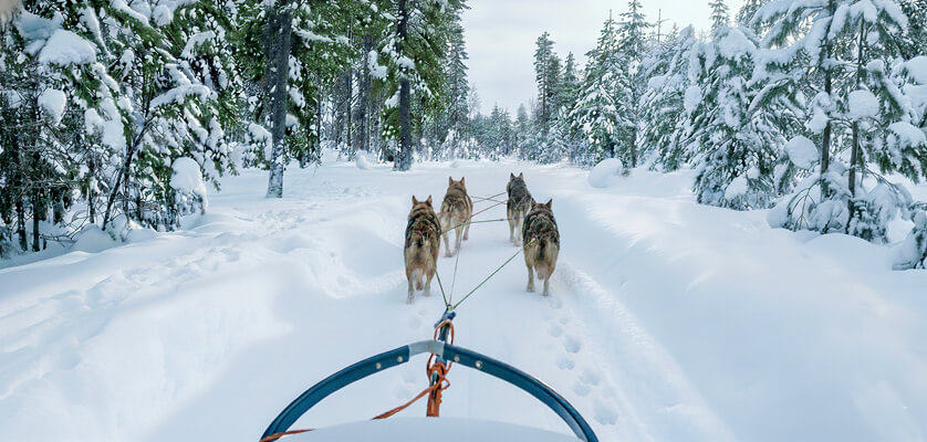 Experience Arctic wildlife