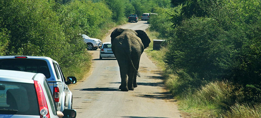 South Africa Wildlife