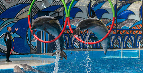 Сочи егорова 1 дельфинарий. Сочи парк дельфинарий. Дельфинарий аквапарк Сочи. Яровое дельфинарий. Дельфинарий Сочи здание.