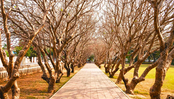 The Frangipani Tunnel