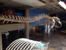 PUCRS Museum of Science and Technology