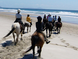 Balades à cheval sur la plage de Pakiri