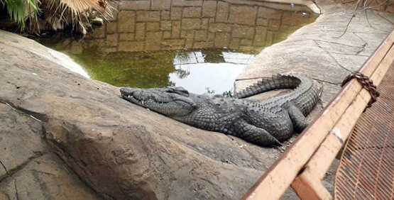 Pietersburg Snake & Reptile Park