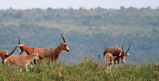 Polokwane Game Reserve