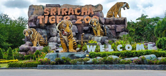 Sriracha Tiger Zoo