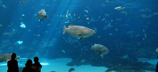 Georgia Aquarium