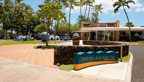 L’Aquarium de Waikiki