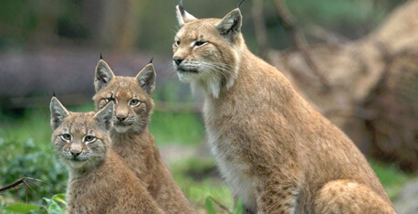 Yekaterinburg Zoo
